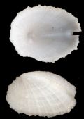 Emarginula sicula